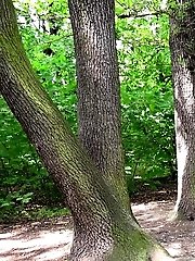 15 pictures - Woodland pissing for seriously hot brunette babe