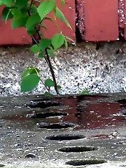15 pictures - Shy girl pees outside on concrete steps