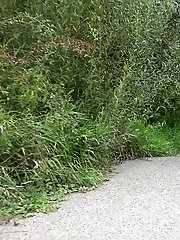 15 pictures - Cute European squatting to pee on a path