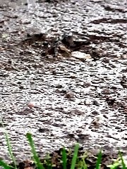 15 pictures - Public Peeing