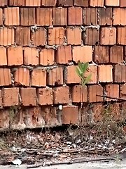 15 pictures - Brick Wall