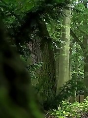 15 pictures - Lost in Forest