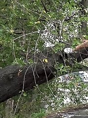 15 pictures - Gorgeous European lifts her leg to piss outside