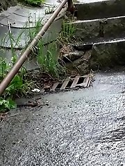 15 pictures - Blonde babe pees on the bottom of some steps