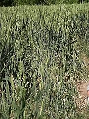 15 pictures - Brunette babe is desperate to pee while outside