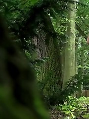 15 pictures - Lost in Forest