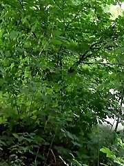 15 pictures - Cute brunette pisses next to the riverbank