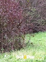 15 pictures - Pretty brunette takes a piss behind a bush