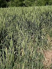 15 pictures - Brunette babe is desperate to pee while outside