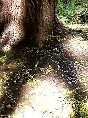 15 pictures - Dark haired woman is filmed pissing by a tree