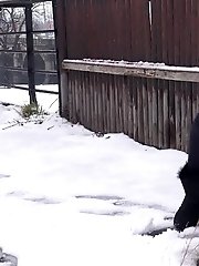 15 pictures - Snowy Pee