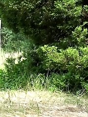 15 pictures - Meadow
