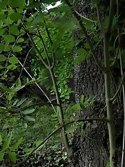 15 pictures - Sexy blonde makes a wet waterfall on a ledge