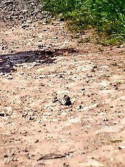 15 pictures - Public pissing on dirt road for this blonde