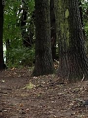 15 pictures - Camo Pants