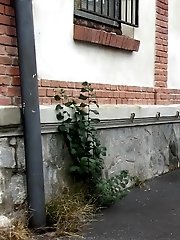 15 pictures - Sexy brunette lifts up her dress to piss