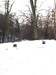 15 pictures - Sweet blonde pees onto a wooden bench outside