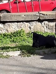 15 pictures - Public Puddle