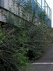 15 pictures - Tattooed blonde empties her bladder outside