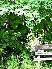 15 pictures - Stunning brunette cant stop peeing on a bench