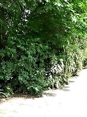 15 pictures - Stunning brunette cant stop peeing on a bench