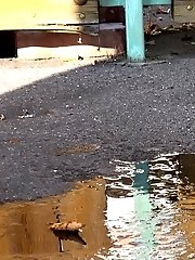 15 pictures - Raven haired babe leaves a piss puddle outside