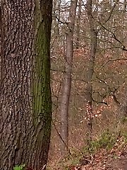 15 pictures - Sexy secretary squats and pisses on a path