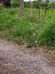 15 pictures - Sweet girl makes a nice juicy puddle of pee