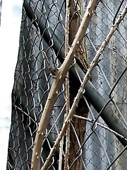 15 pictures - Through The Fence