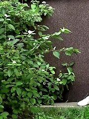 15 pictures - Redhead squats right down to piss