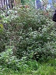 15 pictures - Piss in Boots