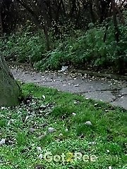 15 pictures - Hot babe pees on a public path while outside