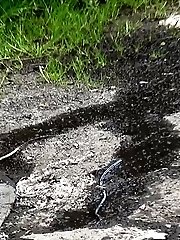 15 pictures - Shy girl makes a pissy mess near a grassy path