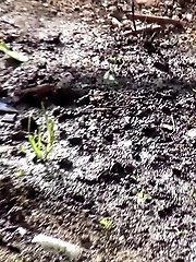 15 pictures - Cute brunette leaves a puddle of piss in the soil