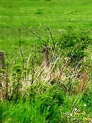 15 pictures - Dark haired girl pisses on the grass outside